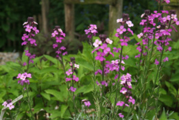 Erysimum 'Bowles Mauve'Muurbloem bestellen